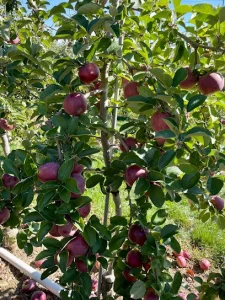 Honey Pot Hill Orchards