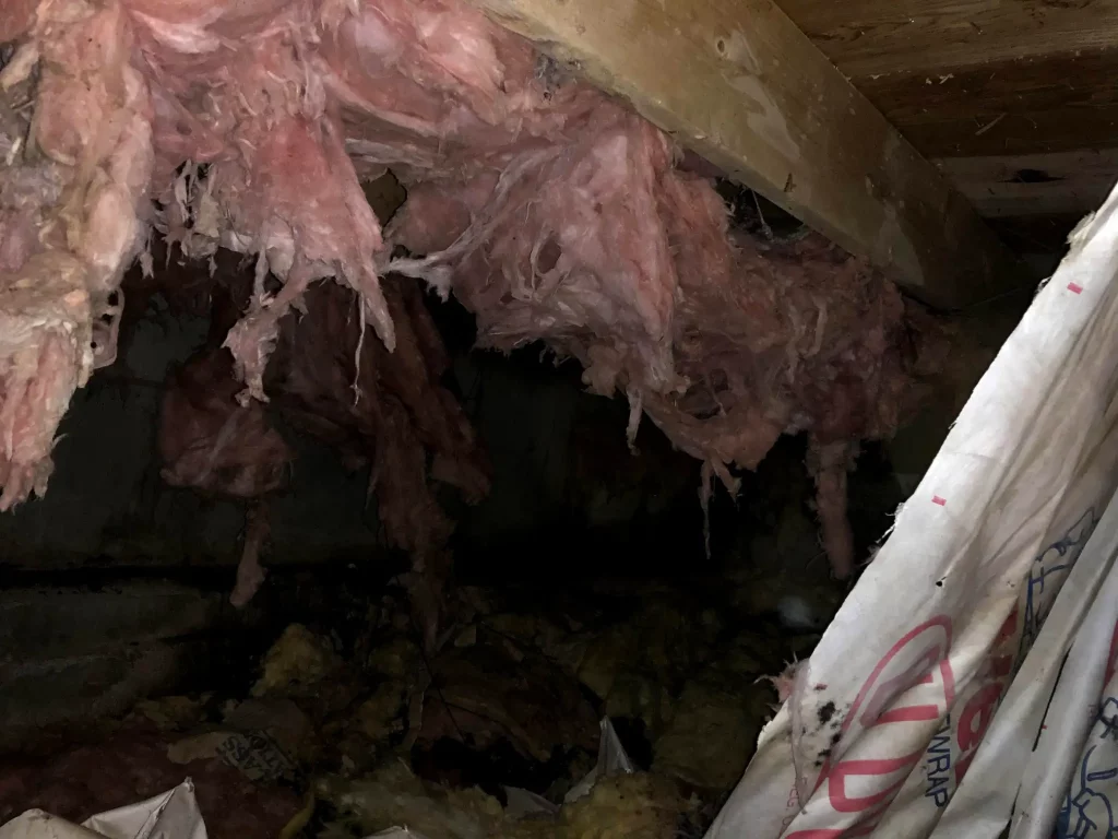 Rodent-Damaged Insulation in Hudson, MA Signs and Safe Removal Solutions